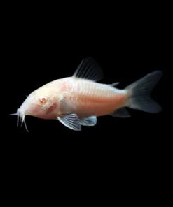 Zebra Corydoras, bicolor angelfish reef safe, aquarium arts mesa, valentini puffer tank mate, Zebra Corydoras near me, aquarium arts mesa arizona