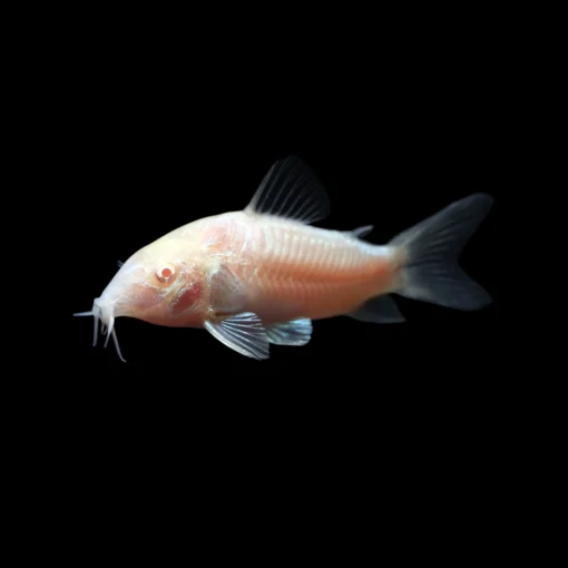 Zebra Corydoras, bicolor angelfish reef safe, aquarium arts mesa, valentini puffer tank mate, Zebra Corydoras near me, aquarium arts mesa arizona