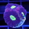 Aquarium Wrasse, Dragon Soul Favia Appx, Buy Dragon Soul Favia Appx, aquarium lps, aquarium invertebrates, aquarium arts mesa az, aquartic arts for sale