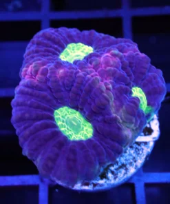Aquarium Wrasse, Dragon Soul Favia Appx, Buy Dragon Soul Favia Appx, aquarium lps, aquarium invertebrates, aquarium arts mesa az, aquartic arts for sale