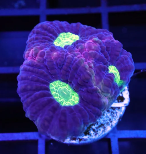 Aquarium Wrasse, Dragon Soul Favia Appx, Buy Dragon Soul Favia Appx, aquarium lps, aquarium invertebrates, aquarium arts mesa az, aquartic arts for sale
