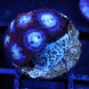 Green star polyps for sale, green star polyp for sale, Buy green star polyp available in stock, Green star polyp for sale, Aquatic arts for sale in stock