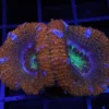 Coral Hogfish, freshwater tank invertebrates, asfur angelfish for sale, pseudocheilinus hexataenia, acanthophyllia for sale, miniatus grouper for sale