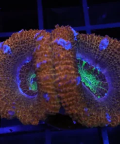Coral Hogfish, freshwater tank invertebrates, asfur angelfish for sale, pseudocheilinus hexataenia, acanthophyllia for sale, miniatus grouper for sale