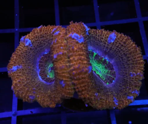 Coral Hogfish, freshwater tank invertebrates, asfur angelfish for sale, pseudocheilinus hexataenia, acanthophyllia for sale, miniatus grouper for sale
