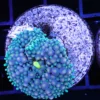 Wysiwyg zoas, Wysiwyg marine fish, Wysiwyg saltwater fish, Painted Chalice Colony, wysiwyg marine fish, wysiwyg coral, Wysiwyg corals in stock
