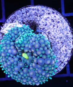 Wysiwyg zoas, Wysiwyg marine fish, Wysiwyg saltwater fish, Painted Chalice Colony, wysiwyg marine fish, wysiwyg coral, Wysiwyg corals in stock