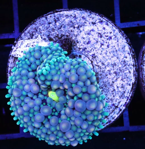 Wysiwyg zoas, Wysiwyg marine fish, Wysiwyg saltwater fish, Painted Chalice Colony, wysiwyg marine fish, wysiwyg coral, Wysiwyg corals in stock