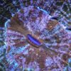 Acanthophyllia Corals, Favia Corals, Wysiwyg marine fish, Wysiwyg saltwater fish, Painted Chalice Colony, wysiwyg marine fish, wysiwyg coral,