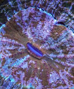 Acanthophyllia Corals, Favia Corals, Wysiwyg marine fish, Wysiwyg saltwater fish, Painted Chalice Colony, wysiwyg marine fish, wysiwyg coral,