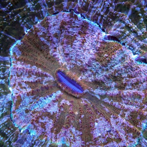 Acanthophyllia Corals, Favia Corals, Wysiwyg marine fish, Wysiwyg saltwater fish, Painted Chalice Colony, wysiwyg marine fish, wysiwyg coral,