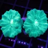 Wysiwyg corals for sale, wysiwyg marine fish, wysiwyg coral, wysiwyg marine fish, wysiwyg saltwater fish, Wysiwyg corals in stock, buy aquatic arts
