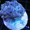 Wysiwyg marine fish, Wysiwyg saltwater fish, Painted Chalice Colony, wysiwyg marine fish, wysiwyg coral, Wysiwyg corals in stock, buy aquatic arts