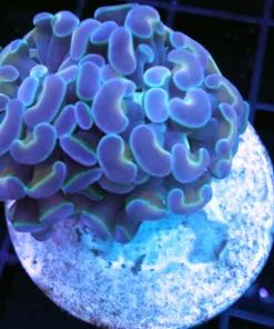Wysiwyg marine fish, Wysiwyg saltwater fish, Painted Chalice Colony, wysiwyg marine fish, wysiwyg coral, Wysiwyg corals in stock, buy aquatic arts