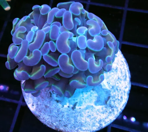 Wysiwyg marine fish, Wysiwyg saltwater fish, Painted Chalice Colony, wysiwyg marine fish, wysiwyg coral, Wysiwyg corals in stock, buy aquatic arts