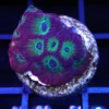Favia Corals, Wysiwyg marine fish, Wysiwyg saltwater fish, Painted Chalice Colony, wysiwyg marine fish, wysiwyg coral, Wysiwyg corals in stock
