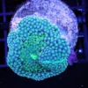 Mushroom Corals, Wysiwyg marine fish, Wysiwyg saltwater fish, Painted Chalice Colony, wysiwyg marine fish, wysiwyg coral, Wysiwyg corals in stock