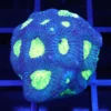 Wysiwyg corals in stock, Favia Corals, Wysiwyg marine fish, Wysiwyg saltwater fish, Painted Chalice Colony, wysiwyg marine fish, wysiwyg coral,