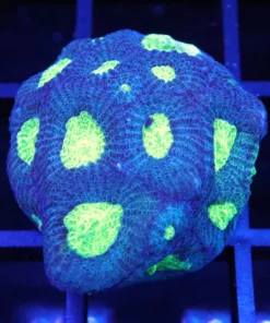 Wysiwyg corals in stock, Favia Corals, Wysiwyg marine fish, Wysiwyg saltwater fish, Painted Chalice Colony, wysiwyg marine fish, wysiwyg coral,