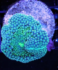 Mushroom Corals, Wysiwyg marine fish, Wysiwyg saltwater fish, Painted Chalice Colony, wysiwyg marine fish, wysiwyg coral, Wysiwyg corals in stock