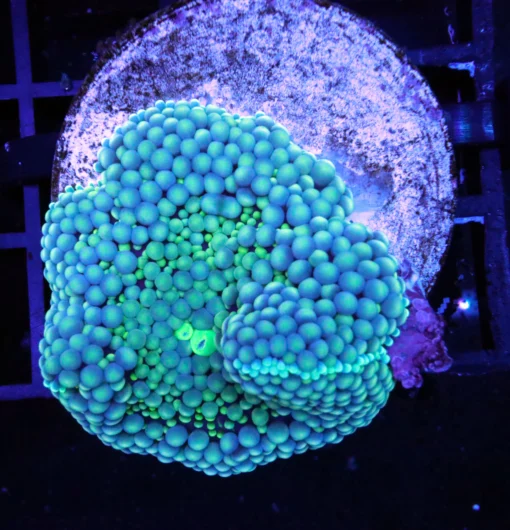 Mushroom Corals, Wysiwyg marine fish, Wysiwyg saltwater fish, Painted Chalice Colony, wysiwyg marine fish, wysiwyg coral, Wysiwyg corals in stock