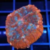 Wysiwyg fish, wysiwyg saltwater fish, wysiwyg corals for sale, ringtail tang, valentini puffer tank mate, valentini puffer tank mates, aquatic arts for sale
