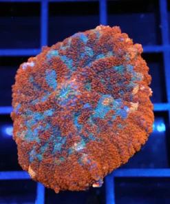 Wysiwyg fish, wysiwyg saltwater fish, wysiwyg corals for sale, ringtail tang, valentini puffer tank mate, valentini puffer tank mates, aquatic arts for sale