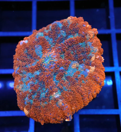 Wysiwyg fish, wysiwyg saltwater fish, wysiwyg corals for sale, ringtail tang, valentini puffer tank mate, valentini puffer tank mates, aquatic arts for sale