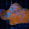 Wysiwyg saltwater fish, Painted Chalice Colony, wysiwyg marine fish, wysiwyg coral, wysiwyg marine fish, Wysiwyg corals in stock, buy aquatic arts