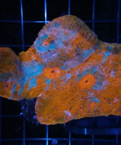 Wysiwyg saltwater fish, Painted Chalice Colony, wysiwyg marine fish, wysiwyg coral, wysiwyg marine fish, Wysiwyg corals in stock, buy aquatic arts