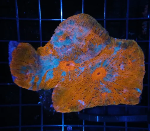 Wysiwyg saltwater fish, Painted Chalice Colony, wysiwyg marine fish, wysiwyg coral, wysiwyg marine fish, Wysiwyg corals in stock, buy aquatic arts