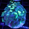 Wysiwyg coral, wysiwyg saltwater fish, wysiwyg corals for sale, ringtail tang, valentini puffer tank mate, valentini puffer tank mates, aquatic art for sale