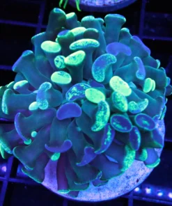 Wysiwyg coral, wysiwyg saltwater fish, wysiwyg corals for sale, ringtail tang, valentini puffer tank mate, valentini puffer tank mates, aquatic art for sale