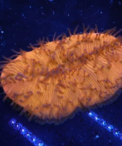 Aquarium Arts, Aquarium arts online store, Aquarium fish online, Aquarium fish store near me, Buy freshwater fish online free shipping, aquatic arts