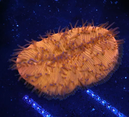 Aquarium Arts, Aquarium arts online store, Aquarium fish online, Aquarium fish store near me, Buy freshwater fish online free shipping, aquatic arts