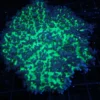 Buy aquatic arts, Aquarium arts online store, Aquarium fish online, Aquarium fish store near me, Buy freshwater fish online free shipping