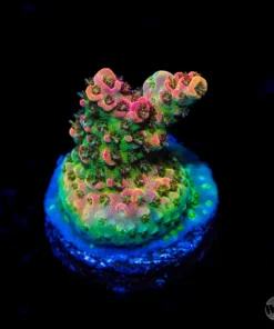Acropora Coral Care, red velvet fairy wrasse, reef safe angelfish, ring tail tang, ringtail tang, valentini puffer tank mate, valentini puffer tank mates