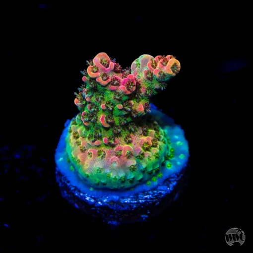 Acropora Coral Care, red velvet fairy wrasse, reef safe angelfish, ring tail tang, ringtail tang, valentini puffer tank mate, valentini puffer tank mates