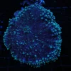 Acanthophyllia for sale, Aquarium arts online store, Aquarium fish online, Aquarium fish store near me, Buy freshwater fish online free shipping