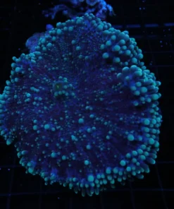 Acanthophyllia for sale, Aquarium arts online store, Aquarium fish online, Aquarium fish store near me, Buy freshwater fish online free shipping