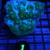 Wysiwyg Coral For Sale, Freshwater aquarium fish list, Aquatic arts for sale usa, Aquatic arts for sale near me, Buy Aquatic arts online, Buy Aquatic arts