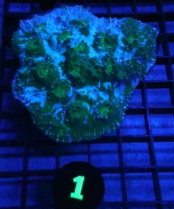 Wysiwyg Coral For Sale, Freshwater aquarium fish list, Aquatic arts for sale usa, Aquatic arts for sale near me, Buy Aquatic arts online, Buy Aquatic arts