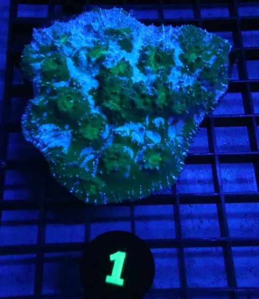 Wysiwyg Coral For Sale, Freshwater aquarium fish list, Aquatic arts for sale usa, Aquatic arts for sale near me, Buy Aquatic arts online, Buy Aquatic arts