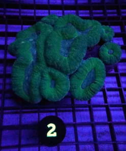 Wysiwyg Green Lobo Corals, Wysiwyg Corals for sale in stock, Buy green lobo corals available for sale, Angelfish Large Marine, Buy Angelfish Large Marine