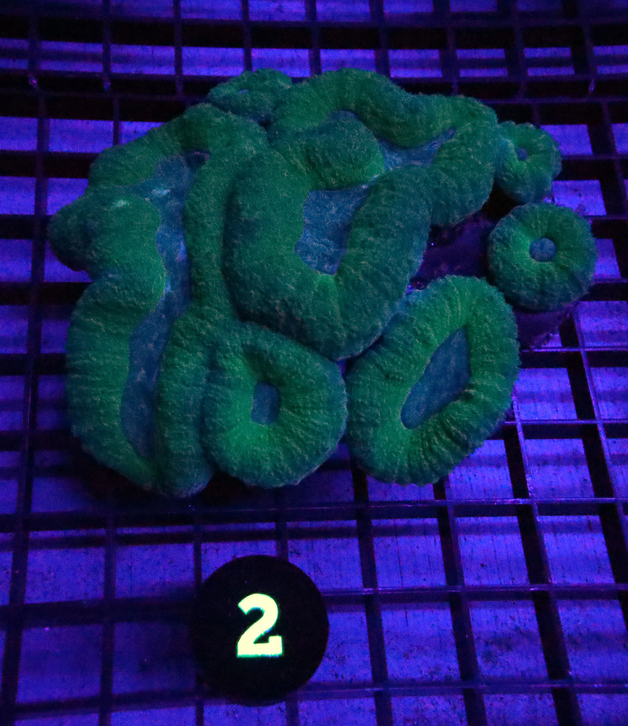 Wysiwyg Green Lobo Corals, Wysiwyg Corals for sale in stock, Buy green lobo corals available for sale, Angelfish Large Marine, Buy Angelfish Large Marine