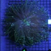 Wysiwyg Gold Stripe, Buy Wysiwyg Gold corals online, tang saltwater fish, Buy tang saltwater fish, aquarium arts mesa arizona, chocolate chip sea star