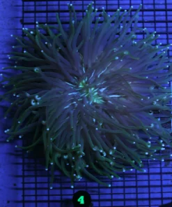 Wysiwyg Gold Stripe, Buy Wysiwyg Gold corals online, tang saltwater fish, Buy tang saltwater fish, aquarium arts mesa arizona, chocolate chip sea star
