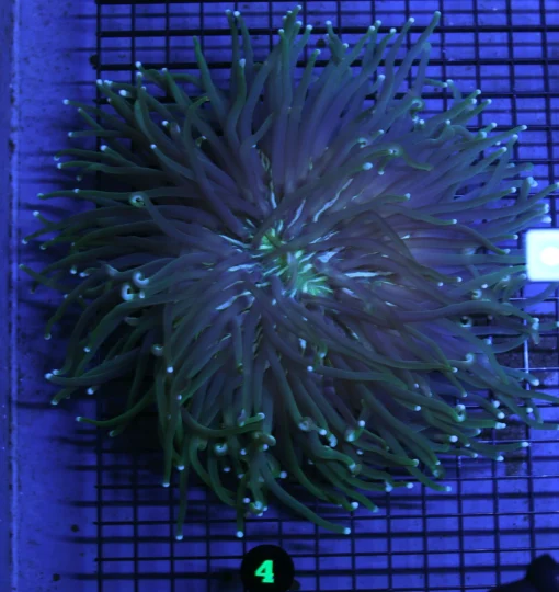 Wysiwyg Gold Stripe, Buy Wysiwyg Gold corals online, tang saltwater fish, Buy tang saltwater fish, aquarium arts mesa arizona, chocolate chip sea star