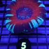 Buy aquatics arts, aquarium arts arizona, 6 striped wrasse, blue-ringed angelfish, Buy french angelfish, polar blue parrot cichlid, chocolate chip starfish