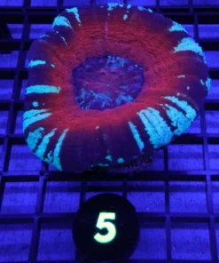 Buy aquatics arts, aquarium arts arizona, 6 striped wrasse, blue-ringed angelfish, Buy french angelfish, polar blue parrot cichlid, chocolate chip starfish